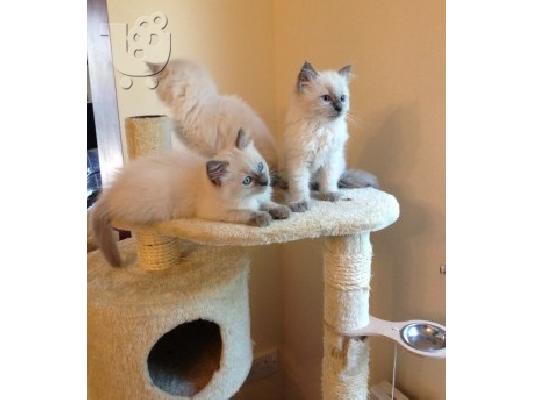 PoulaTo: 3 όμορφα γενεαλογία Ragdoll γατάκια
